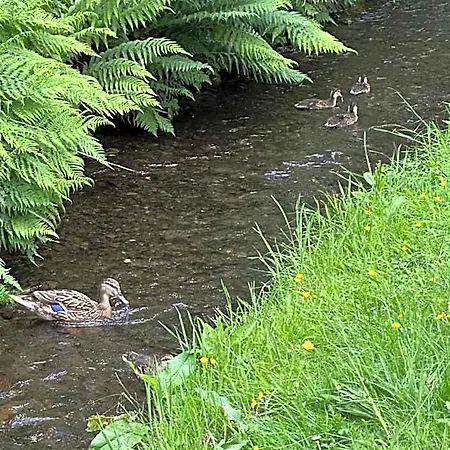 Tiggywinkle Beck *
