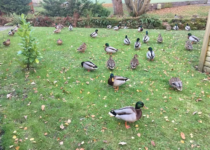 Tiggywinkle Beck Hytte *