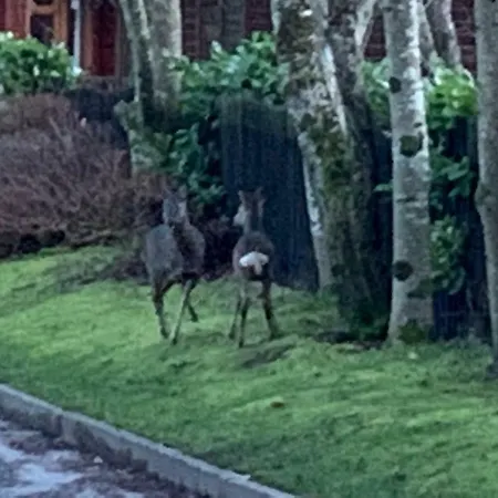 Lodge Tiggywinkle Beck Windermere
